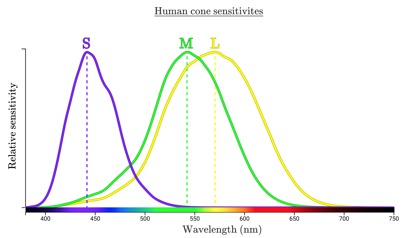 Human cone Sensitivites